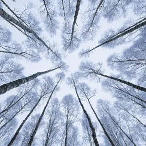 Foresta invernale di Betulle argentate (Betula pendula) fotografata da sotto con un obiettivo a grande angolo. Parco nazionale di Białowieża, Polonia. Gennaio. Foresta invernale di Betulle argentate (Betula pendula) fotografata da sotto con un obiettivo a grande angolo. Parco nazionale di Białowieża, Polonia. Gennaio.