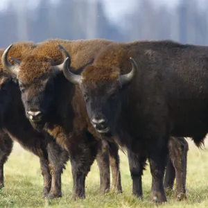 Four Wisent / Bison (Bison bonasus) standing in a row. Bialowieza Forest, Bialowieza National Park