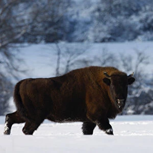 Wisent / European bison (Bison bonasus) walking through snow. Bieszczady, Carpathian Mountains