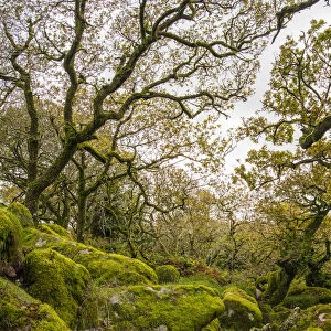 Wistmans Wood, forest of Pedunculate oaks (Quercus robur) on Dartmoor in Devon, England