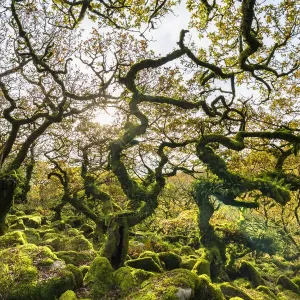 Print of Wistmans Wood Pedunculate Oak Forest on Dartmoor Devon England Print of Wistmans Wood Pedunculate Oak Forest on Dartmoor Devon England
