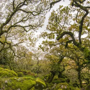 Wistmans Wood Print: Pedunculate Oak Forest on Dartmoor Wistmans Wood Print: Pedunculate Oak Forest on Dartmoor