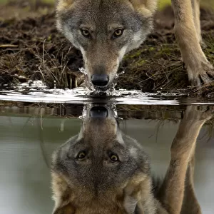 Wolf (Canis lupus) drinking water from lake, with reflection, Finland. September