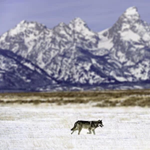 Wolf (Canis lupus) lone male walking in shadow of the Teton Mountains