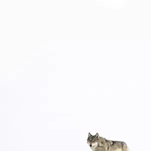 Wolf (Canis lupus) standing in snow, Yellowstone National Park, USA. January
