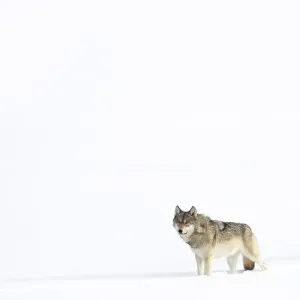 Wolf (Canis lupus) standing in snow, Yellowstone National Park, USA. January