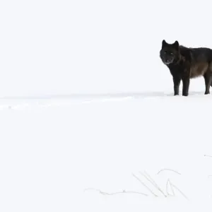 Wolf (Canis lupus) standing in snow, Yellowstone National Park, USA. January