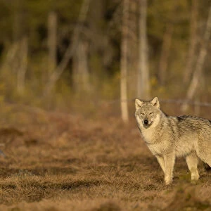 Wolf (Canis lupus) standing at woodland edge. Finland, April
