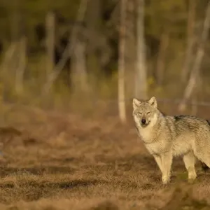 Wolf (Canis lupus) standing at woodland edge. Finland, April Wolf (Canis lupus) standing at woodland edge. Finland, April