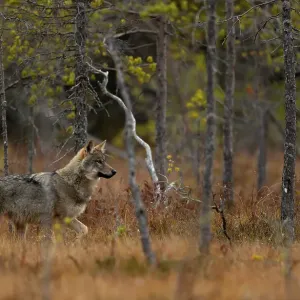 Lobo (Canis lupus) caminando en bosque, Finlandia. Septiembre. Lobo (Canis lupus) caminando en bosque, Finlandia. Septiembre.