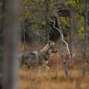 Wolf (Canis lupus) walking in forest, Finland. September