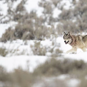 Wolf (Canis lupus) walking in snow, Yellowstone National Park, USA. January