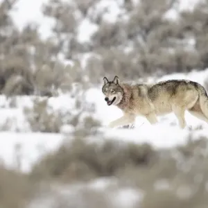 Wolf (Canis lupus) walking in snow, Yellowstone National Park, USA. January
