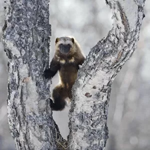 Wolverine (Gulo gulo) climbing birch tree, Kamchatka, Far East Russia, April