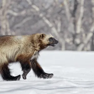 Framed and Canvas Prints plus a lot more: Sergey Gorshkov