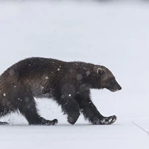 Wolverine (Gulo gulo) walking through snow covered clearing, Finland. May