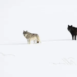 Dos lobos (Canis lupus) parados en profunda nieve invernal, Parque Nacional Yellowstone, USA. Enero.