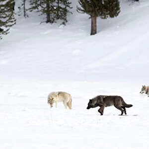 Four Wolves (Canis lupus) walking in snow, Yellowstone National Park, USA. January