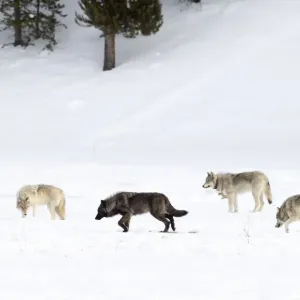 Cuatro lobos (Canis lupus) caminando en la nieve, Parque Nacional Yellowstone, EE. UU. Enero.