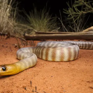 Woma Snake Print, Tanami Desert Landscape Woma Snake Print, Tanami Desert Landscape