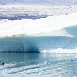 Woman paddling alongside curious Harbor seal (Phoca vitulina). Jokulsarlon Glacier Lagoon, Iceland. July