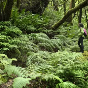 Woodwardia radicans print in Anaga Massif landscape Woodwardia radicans print in Anaga Massif landscape