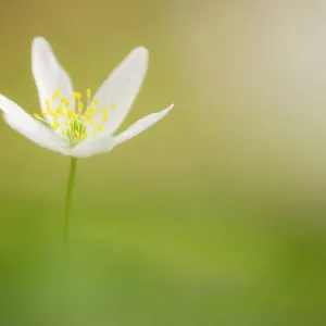 Wood anemone (Anemone nemorosa), Halsdon Wood Nature Reserve, near Torrington, Devon, England, UK, April Wood anemone (Anemone nemorosa), Halsdon Wood Nature Reserve, near Torrington, Devon, England, UK, April