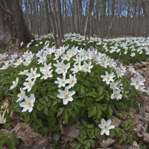 Wood anemone print in woodland, Staatsbossen, Texel Wood anemone print in woodland, Staatsbossen, Texel
