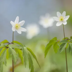 Wood anemone Print, Lower Woods, Gloucestershire Wood anemone Print, Lower Woods, Gloucestershire