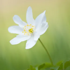 Wood anemone (Anemone nemorosa) single flower, Halsdon woodland, Devon, England, UK