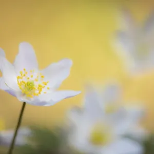 Wood anemone flower Print, Anemone nemorosa, Devon UK Wood anemone flower Print, Anemone nemorosa, Devon UK