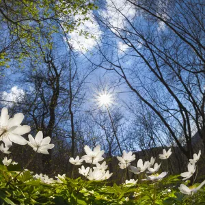 Wood Anemones (Anemone nemorosa) carpeting a woodland floor, low angle fish eye view