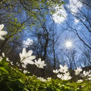 Holunderblumen (Anemone nemorosa), Teppichierung eines Waldbodens mit niedrigem Winkel und Fischaugenansicht Holunderblumen (Anemone nemorosa), Teppichierung eines Waldbodens mit niedrigem Winkel und Fischaugenansicht