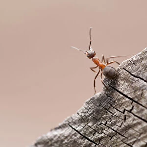 Wood ant (Formica rufa) Arne RSPB reserve, Dorset, England, UK, July