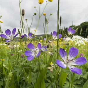 Wood cranesbill print from Muker Meadows in Swaledale, Yorkshire Wood cranesbill print from Muker Meadows in Swaledale, Yorkshire
