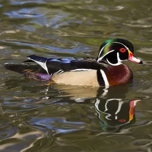 Wood Duck Print, Orange California Wood Duck Print, Orange California