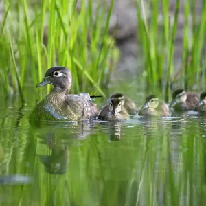 Pato de madera (Aix sponsa) hembra, llevando a nidada de patitos en un estanque, Parque Nacional Acadia, Maine, EE. UU. Junio. Pato de madera (Aix sponsa) hembra, llevando a nidada de patitos en un estanque, Parque Nacional Acadia, Maine, EE. UU. Junio.