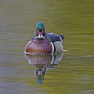 Wood duck (Aix sponsa) male in breeding plumage. Acadia National Park, Maine, USA. April Wood duck (Aix sponsa) male in breeding plumage. Acadia National Park, Maine, USA. April