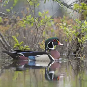 Wood duck (Aix sponsa). male in breeding plumage. Acadia National Park, Maine, USA. May Wood duck (Aix sponsa). male in breeding plumage. Acadia National Park, Maine, USA. May
