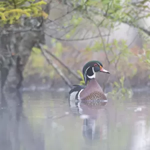 Wood duck (Aix sponsa) male in breeding plumage in a foggy beaver pond at dawn