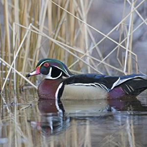 Wood duck (Aix sponsa) male in breeding plumage. Acadia National Park, Maine, USA. April