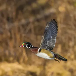 Wood Duck Print: Male in Breeding Plumage at Sunset Wood Duck Print: Male in Breeding Plumage at Sunset