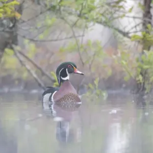 Wood duck (Aix sponsa) male in breeding plumage in a foggy beaver pond at dawn Wood duck (Aix sponsa) male in breeding plumage in a foggy beaver pond at dawn