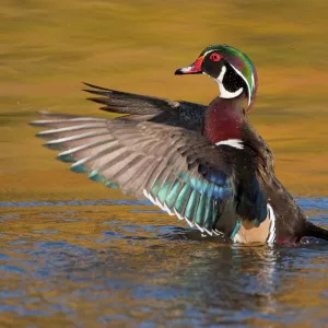 Wood Duck (Aix sponsa), male flapping its wings, autumn colour reflected in water