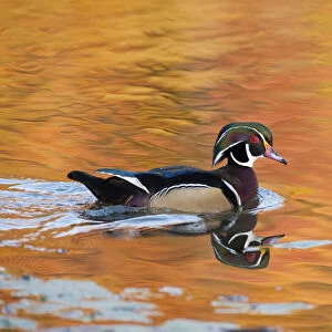 Wood Duck (Aix sponsa), male on water with autumn colour reflected in water, Ohio, USA