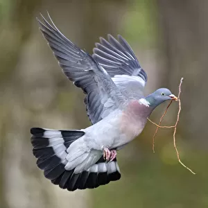 Wood pigeon (Columba palumbus) flying with nesting material in beak, Lorraine, France