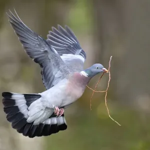 Paloma torcaz (Columba palumbus) volando con material de nido en pico, Lorena, Francia. Paloma torcaz (Columba palumbus) volando con material de nido en pico, Lorena, Francia.