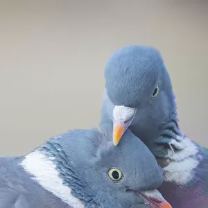 Wood pigeon (Columba palumbus) pair preening one another, The Netherlands