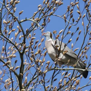 Wood Pigeon perched in a Beech tree, Print Wood Pigeon perched in a Beech tree, Print