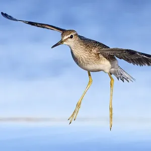 Wood sandpiper (Tringa glareola) in flight, Parainen Uto, Finland. August Wood sandpiper (Tringa glareola) in flight, Parainen Uto, Finland. August